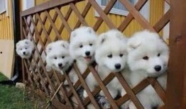 青春萨摩耶爆料视频,揭秘萌犬日常与成长瞬间